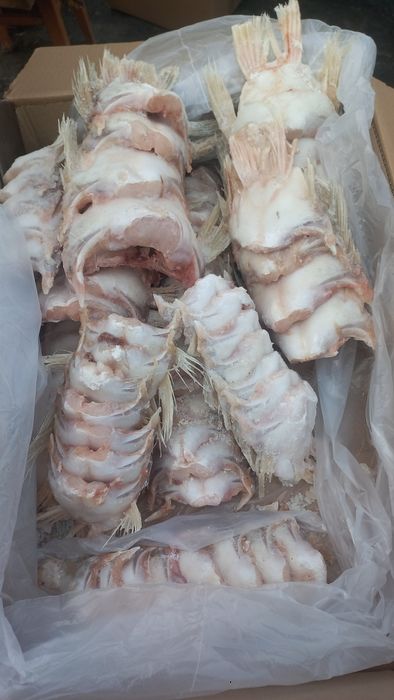 Плавники Судака от 10кг