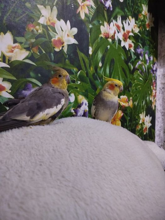 Продам попугаев корелла