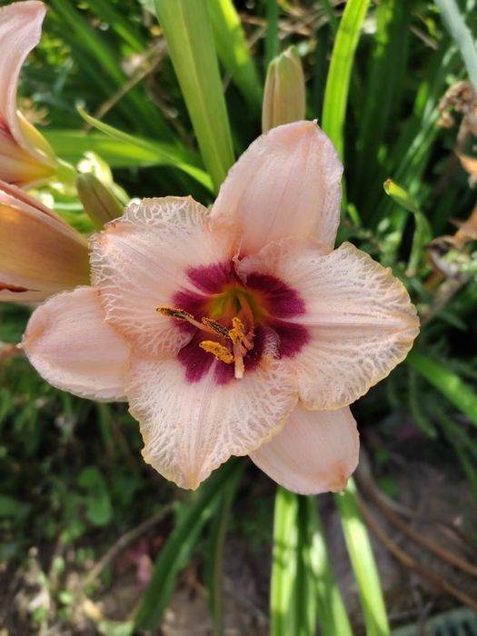 Продам дачу на 16 км идеал