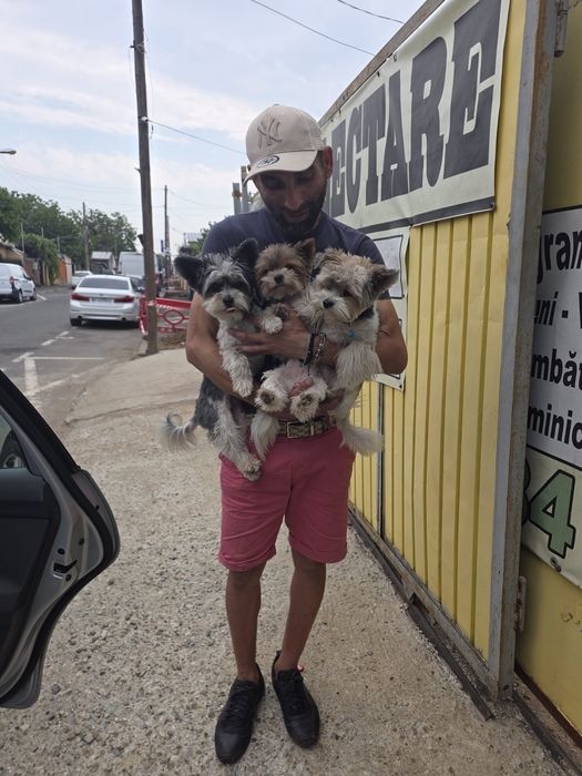 Animale companie