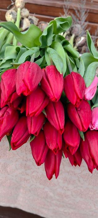 Тюльпаны к 8 Марта .