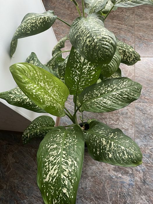 Продам Диффенбахию