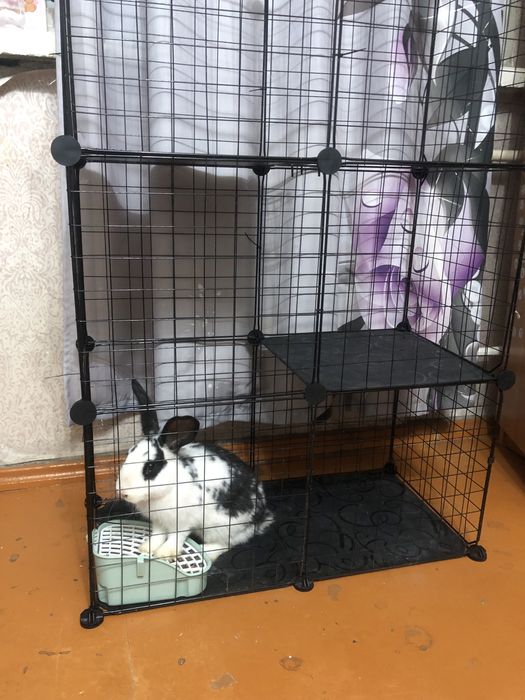 Продам кролика с клеткой и едой