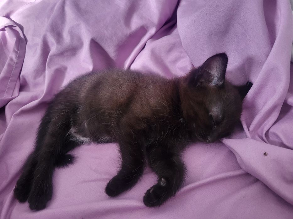 Отдам в добрые руки котёнка