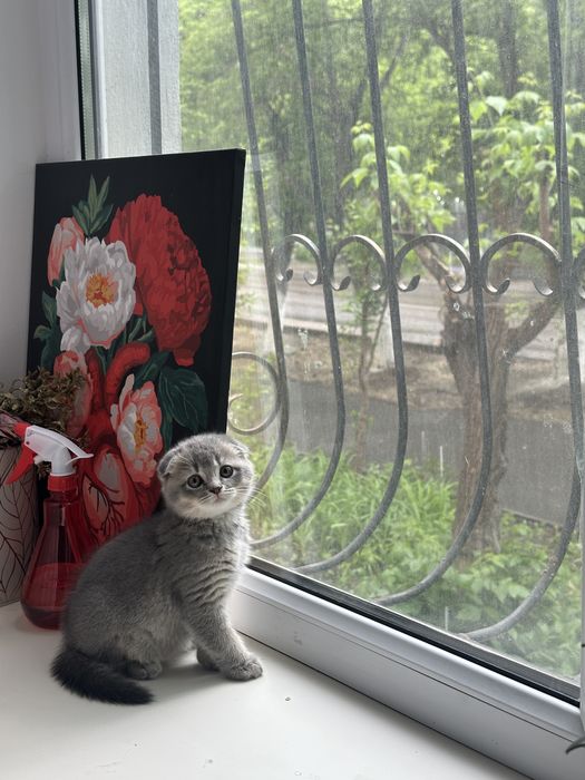 Котенок вислоухий