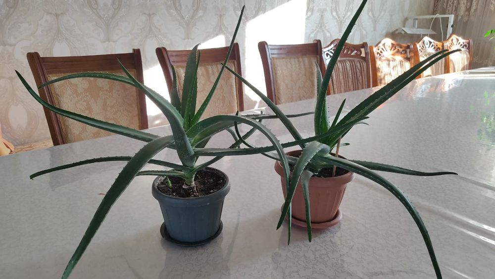 Распродажа Алоэ вера (лечебный)