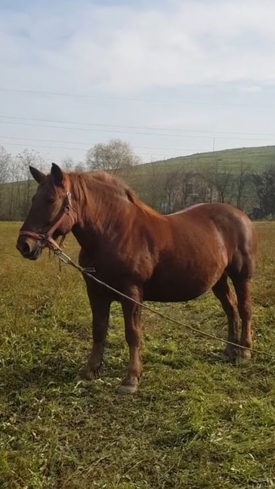 Iepe de 7 ani si mânze de 2 ani