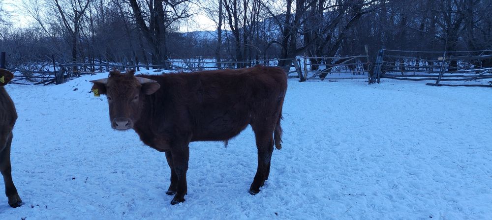 Продам быка 1.5 годовалого