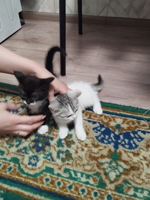 Котята в хорошие руки