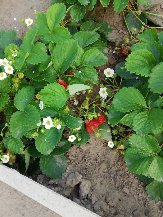 Рассада клубники Королева Елизавета