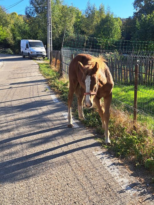Manza de 5 luni  provine din cai grei in ultima poza se poate vedea tatăl  ,,Campionu  Cimbru''