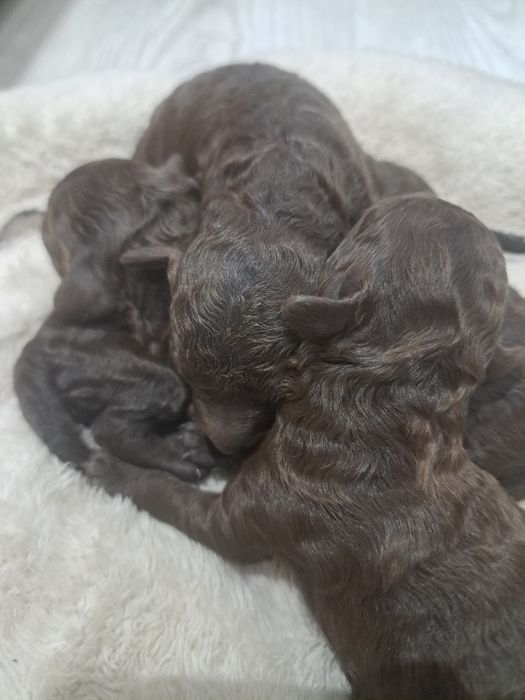 Той пудел шоколад