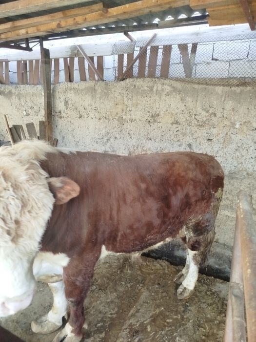 Бык.               .