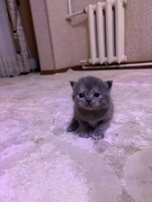 Готовятся к продаже котята скотиш фолд и скотиш страйт  девочка