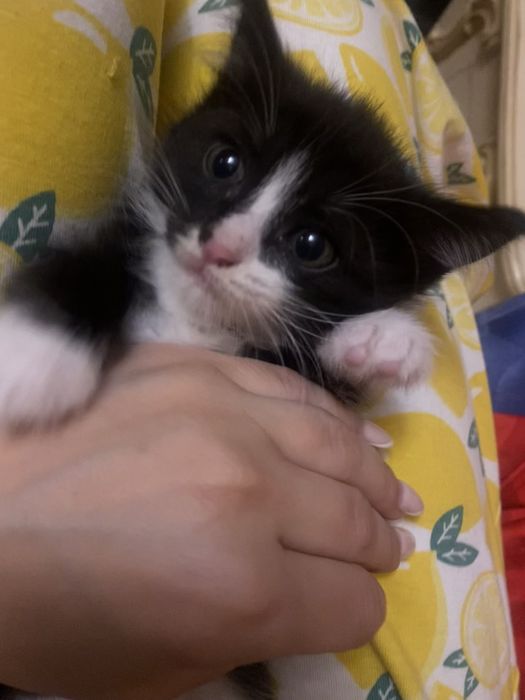 Котенок мальчик