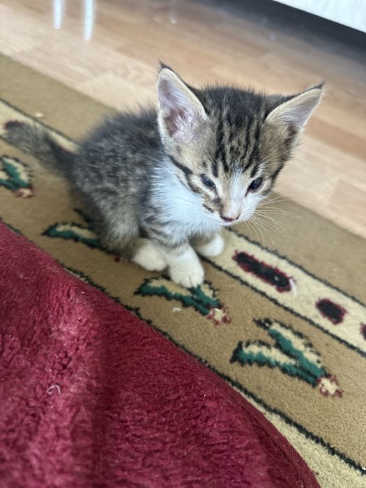 кошкии маленнькиеееее