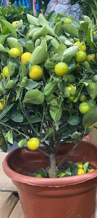 Продам мандаринов дерево