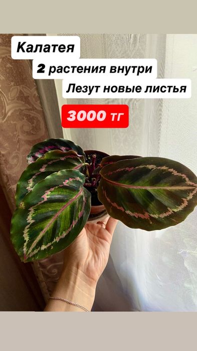 Комнатные цветы.