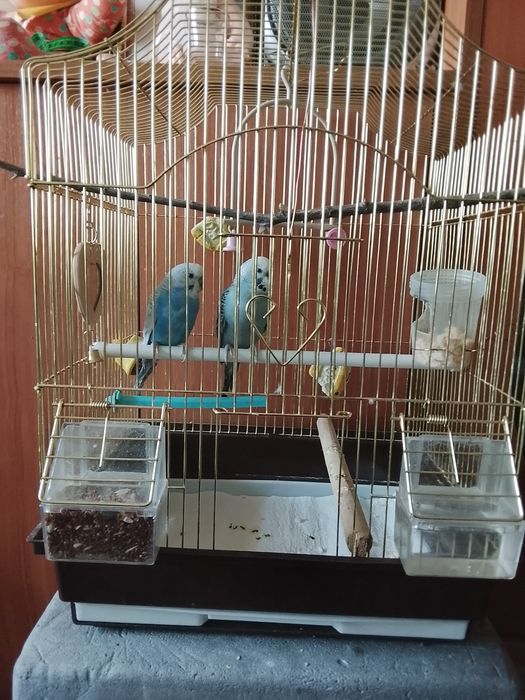 Продам попугаев мальчик и девочка