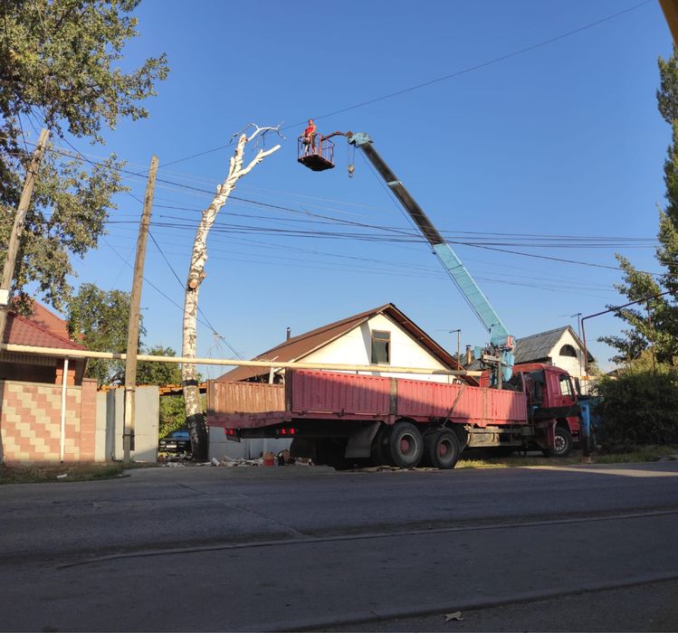 Спил деревьев