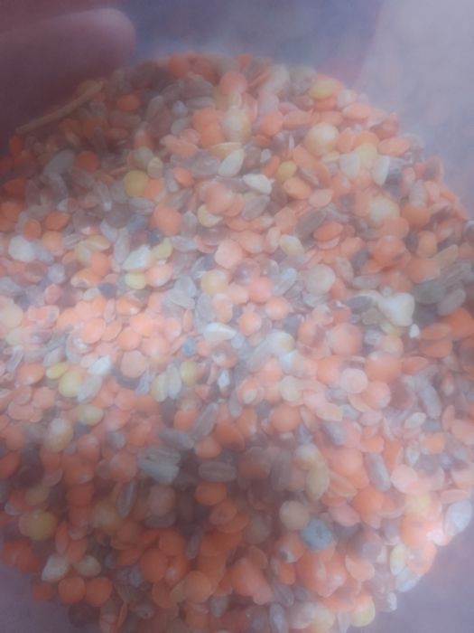 Зерноотходы Отруби Овсюг Колоски