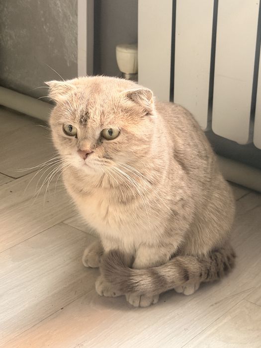 Отдам плродистую кошку