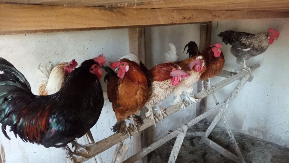 Cocoși americani