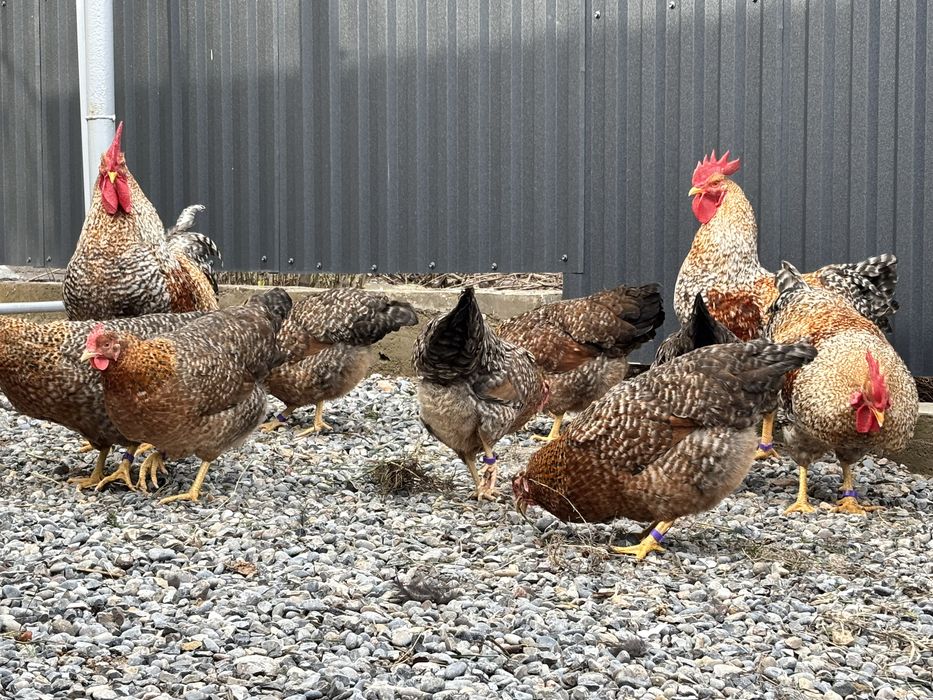 Билефельдер инкубациялық жұмыртқалары