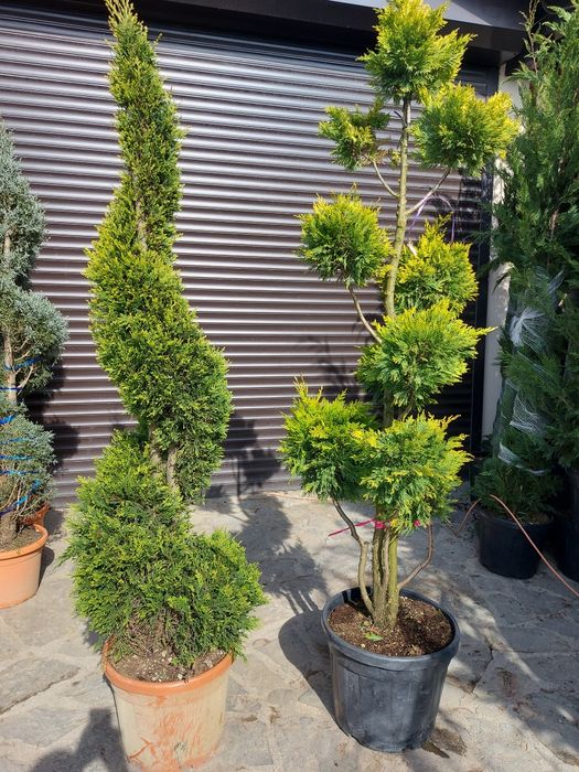 Vindem tuia la ghiveci și plante ornamentale