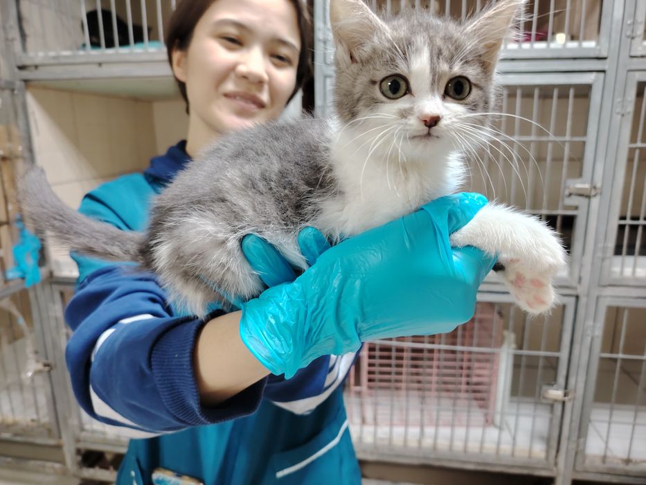 Кошечки в хорошие руки