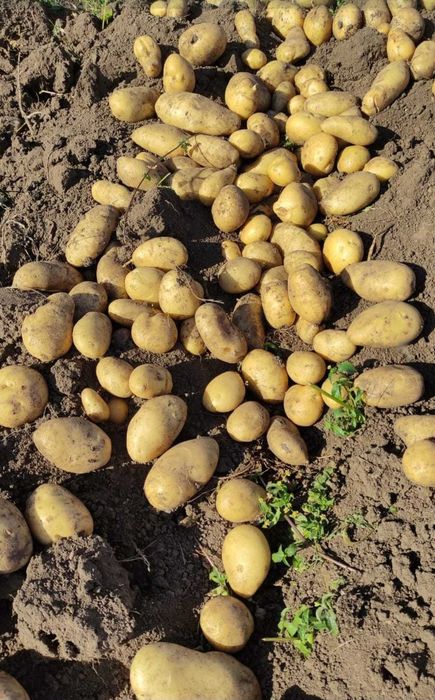 Продам дачный картофель
