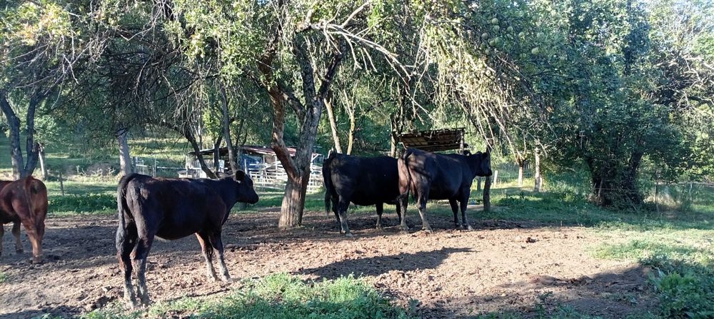 Animale vaci carne