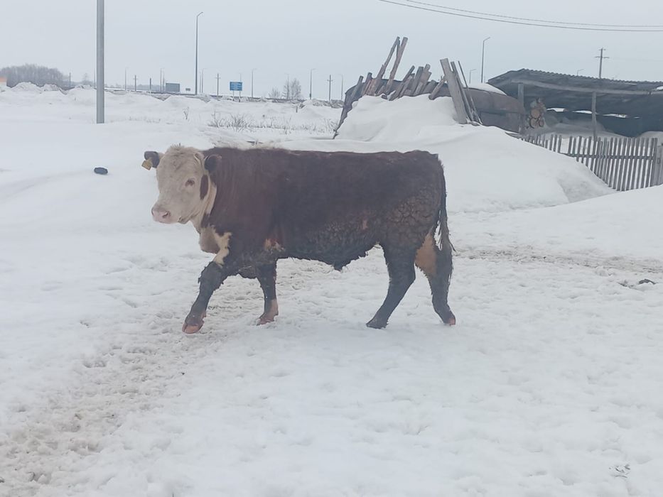 Продам белоголового быка