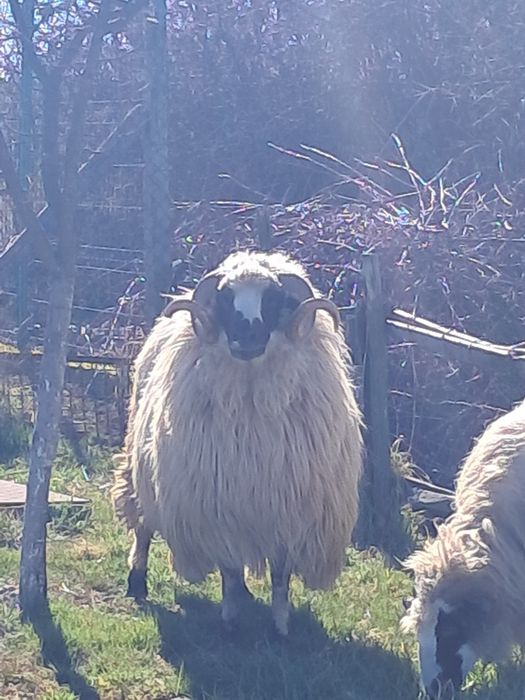 Berbec breaz de 2 ani la prima monta.Berbecul arata bine merita vazut!