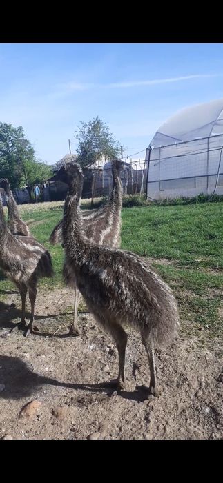 Pui strut emu australian