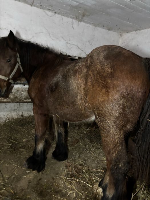 Vand manză de 1,5 ani ardeneza cu acte in regula