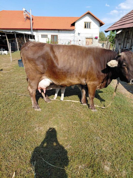 Vaca cu Vitel cauta alta casa
