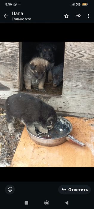 отдам щенков восточно европейской породы