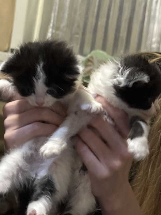 Отдам котят в добрые руки
