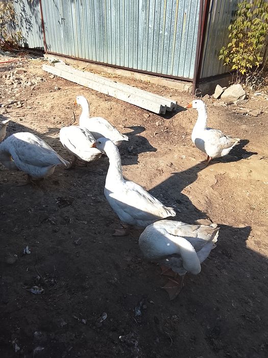 Продам гуси Линда