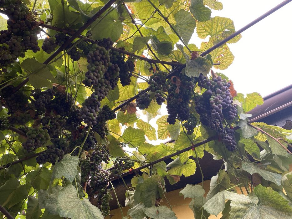 Vand struguri Craiova