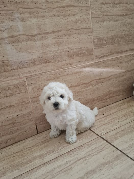 Bichon  Maltez 8 săptămâni !