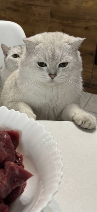 Британский кот для вязки