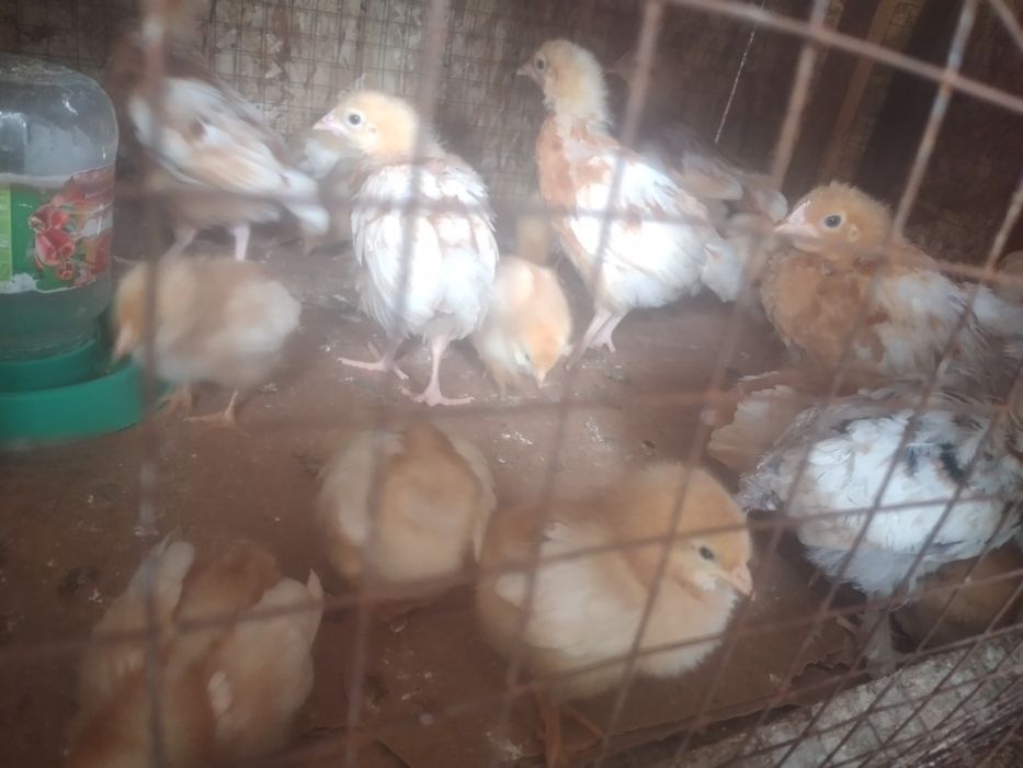 Броилеры хасики цыплята