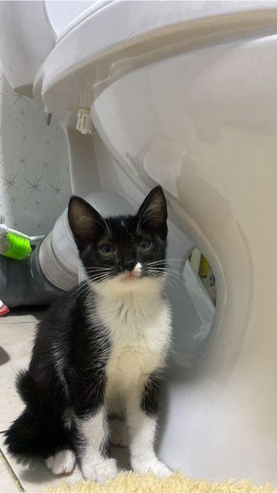 Котенок в добрые руки