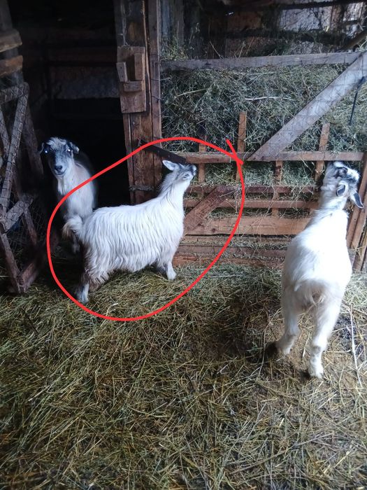 Vând ieduță din capră bună de lapte sau schimb cu grăsun