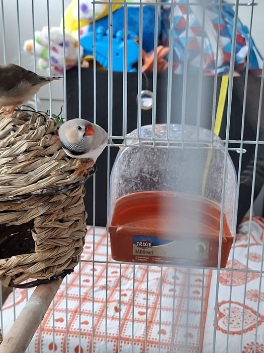 Vând zebre australiene tinere