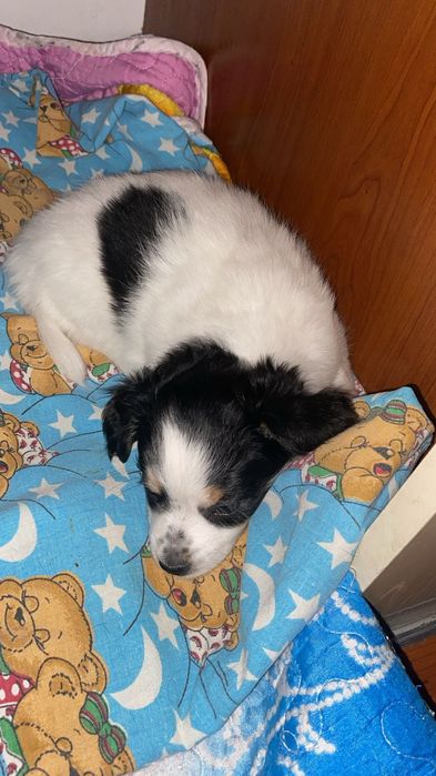 Продам щенков той терьер