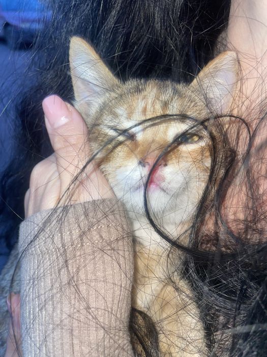 Ласковая кошечка 2 месяца