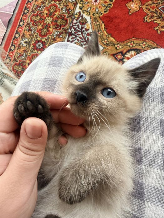 Котята 3-х месячные мальчики